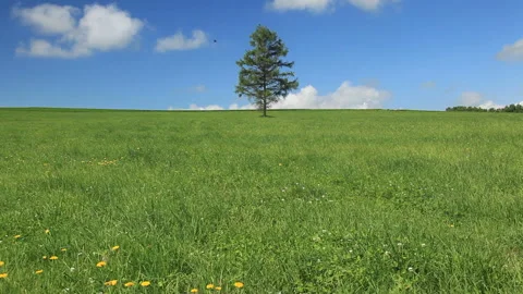 Meadows and Groves of the Pasture Stock Footage 330244738