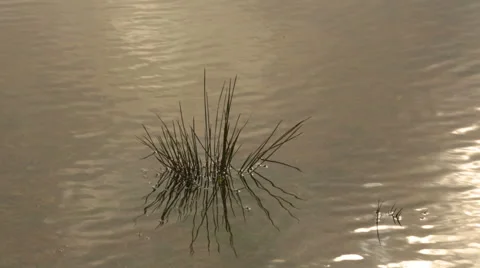 Meadows and reflections on the lake Stock Footage 58496309