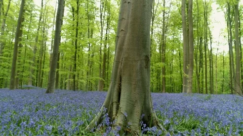 Meadows with blooming flowers Stock Footage 96382375
