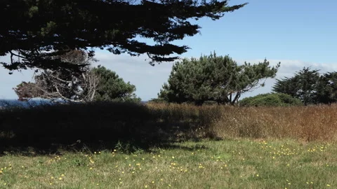 At The Meadows End Tall Dry Grass Blowing In The Wind Video stock 246091509