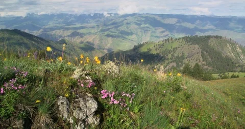 Meadows filled with spring wildflowers from Graves Point, Hells Canyon, Idaho Stock Footage 86454477