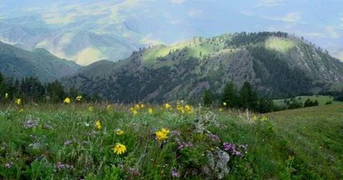 Meadows filled with spring wildflowers from Graves Point, Hells Canyon, Idaho Stock Footage 86540155