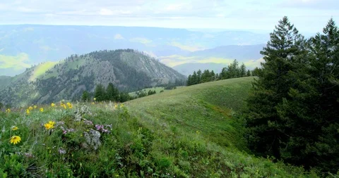 Meadows filled with spring wildflowers from Graves Point, Hells Canyon, Idaho Stock Footage 86568713