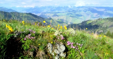 Meadows filled with spring wildflowers from Graves Point, Hells Canyon, Idaho Stock Footage 86577759