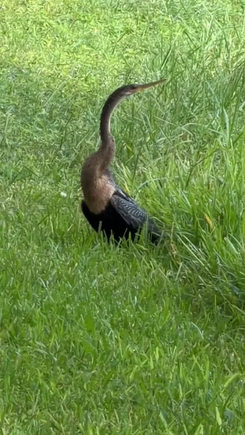 The Meadows, FL - October 3, 2026: Anhinga snake bird perched in green grass. Vídeo Stock 347547604