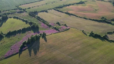 Meadows with Ivan tea Stockbeeldmateriaal 156805543