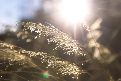 Meadows Stock Photos