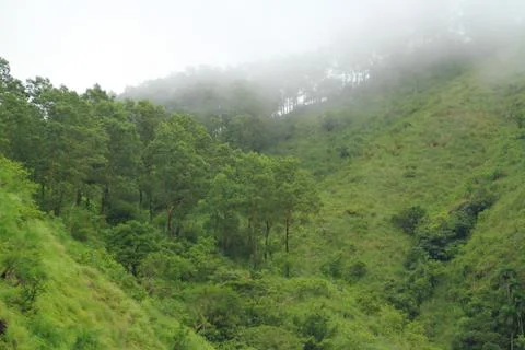 The Meadows Stock Photos