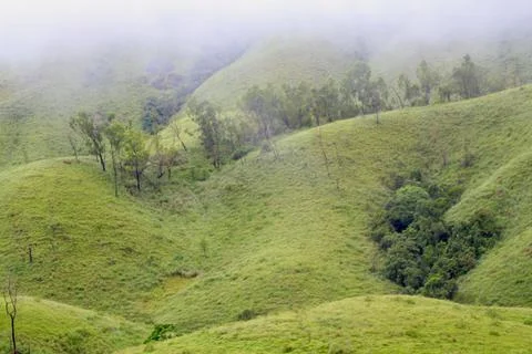 The Meadows Stock Photos