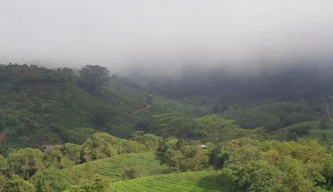 The Meadows Stock Photos