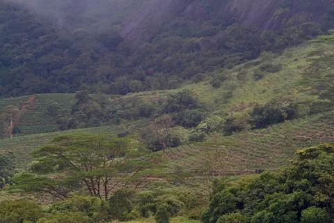 The Meadows Stock Photos