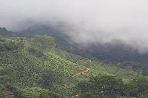 The Meadows Stock Photos