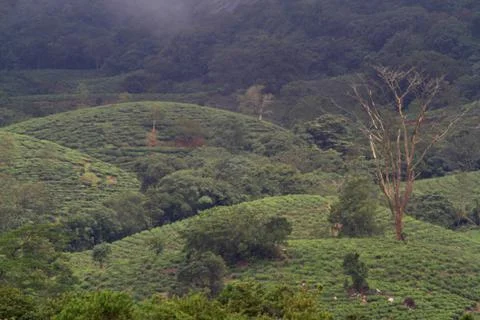 The Meadows Stock Photos