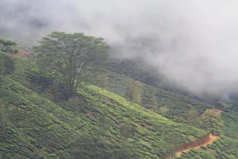 The Meadows Stock Photos