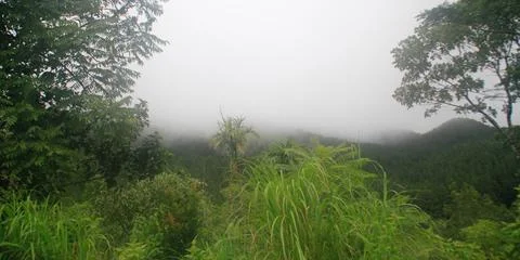 The Meadows Stock Photos