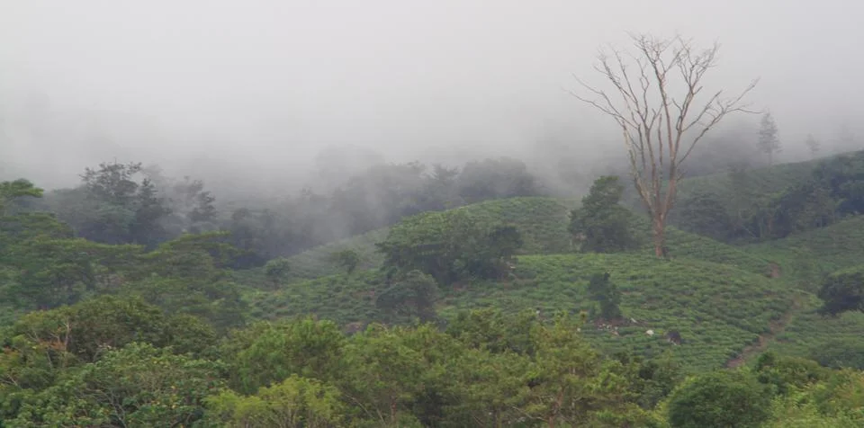 The Meadows Stock Photos