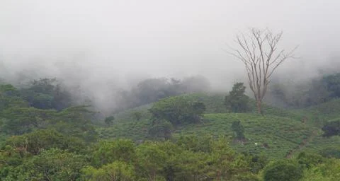 The Meadows Stock Photos