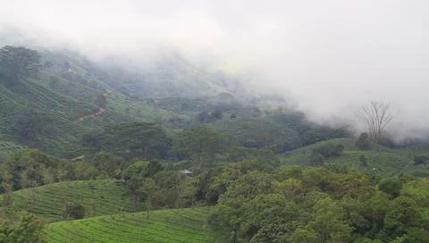 The Meadows Stock Photos