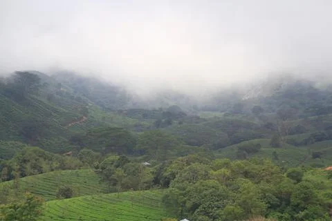 The Meadows Stock Photos