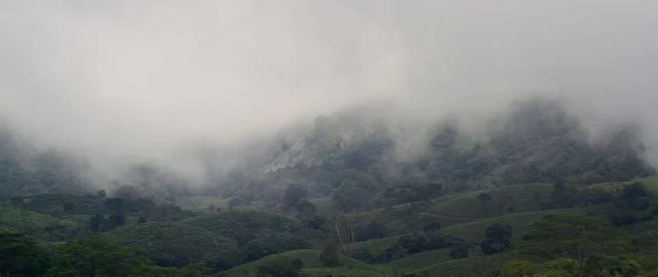 The Meadows Stock Photos