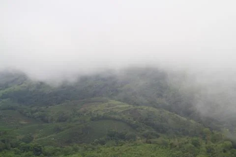 The Meadows Stock Photos