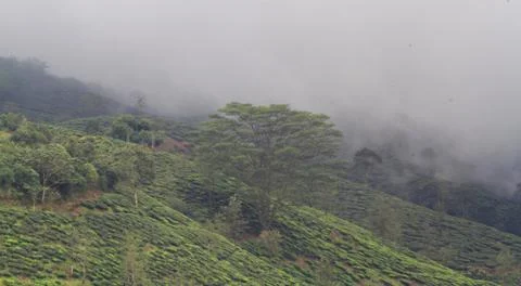 The Meadows Stock Photos