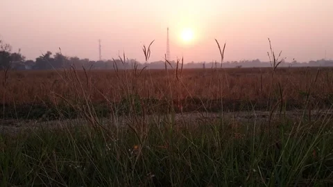 Meadows in rice fields with stunning morning light Stock Footage 254362999