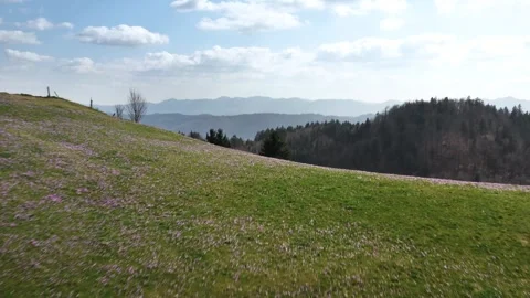 Meadows with a sprinkle of wild crocuses, saffrons blooming under a vast sky. Stock Footage 269454922