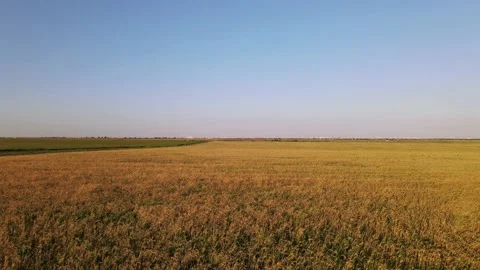 Meadows With Wheat. Flight Over the Ukrainian Village Vidéo 134469341