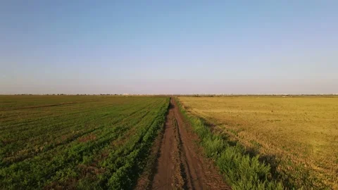 Meadows With Wheat. Flight Over the Ukrainian Village Видео 134469626