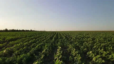Meadows With Wheat. Flight Over the Ukrainian Village Stock Footage 134469807
