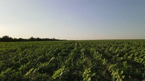 Meadows With Wheat. Flight Over the Ukrainian Village Vídeos de archivo 134469875