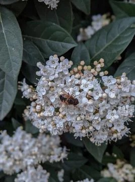 Meadowsweet and bee Stock Photos