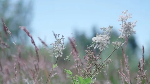 Meadowsweet in Bloom Stock Footage 77664033