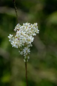 Meadowsweet Bloom in Soft Focus Stock Photos