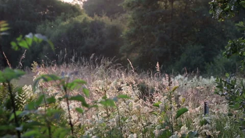 Meadowsweet Flowers with Insects Backlit by the Evening Sun, Teesdale, UK Stock Footage 157545494