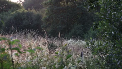 Meadowsweet Flowers with Insects Backlit by the Evening Sun, Teesdale, UK Stock Footage 157545973