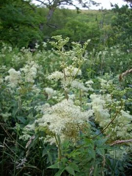 Meadowsweet flowers 스톡 사진