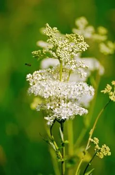 Meadowsweet on a green background Stock Photos