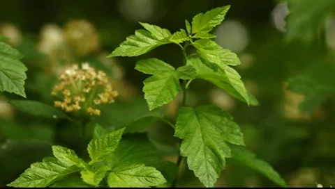 Meadowsweet leafs Stock Footage