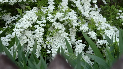 Meadowsweet thunberg blossom Stock-Footage 192233552