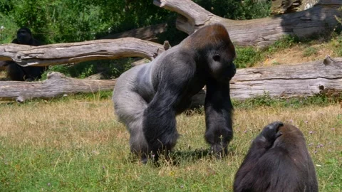 Meal Distribution in Gorilla Enclosure 動画素材 294592744