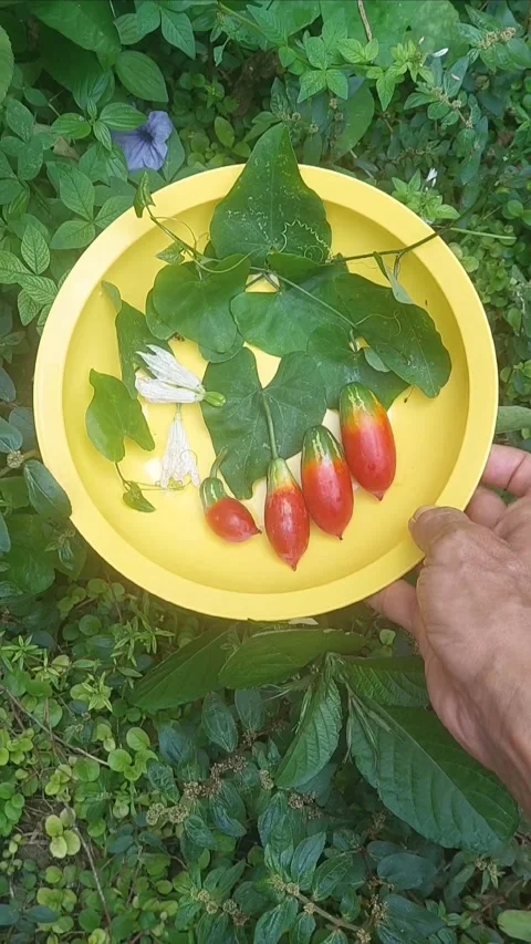 Meal from the Garden Stock-Footage 297753274
