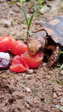 Meal time Stock Photos