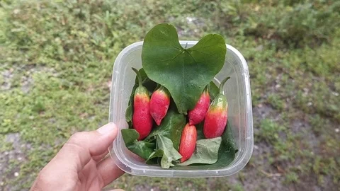 Meal under the Rain Video stock 301376215