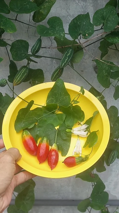 Meal from Wall Garden Video stock 297753314