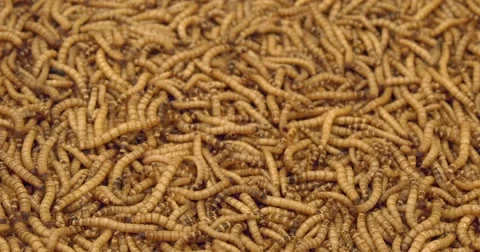 Meal worm Video stock 49467536