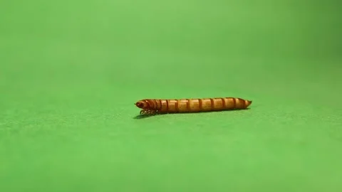 Meal worm on isolated green background; larva. Edible insects, worm insect Stock Footage 164653823