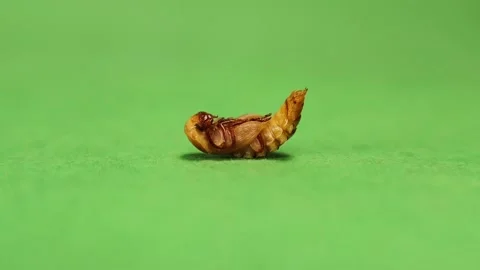 Meal worm on isolated green background; pupa. superworms. Edible insects, insect Video stock 164655779