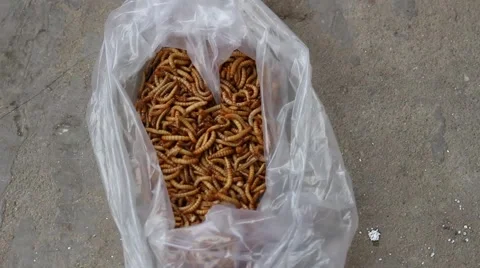 Meal worms is the common name for the larvae of the beetle Tenebrio molitor Stock Footage 49699404